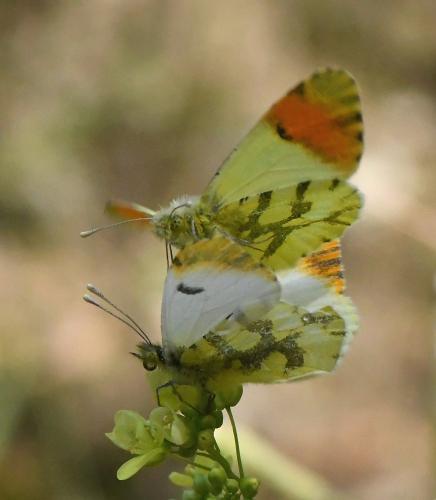 Réf. 228 813 : Anthocharis euphenoides